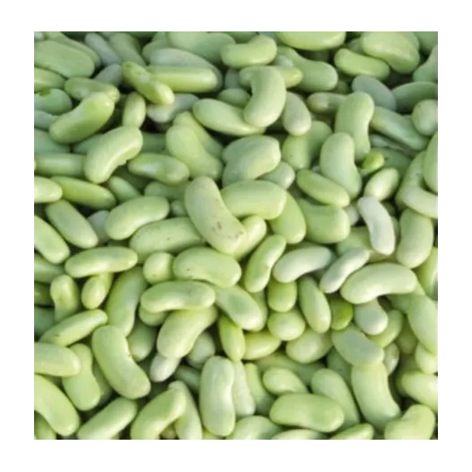 Graines bio de Haricot nain à écosser Flageolet Chevrier vert