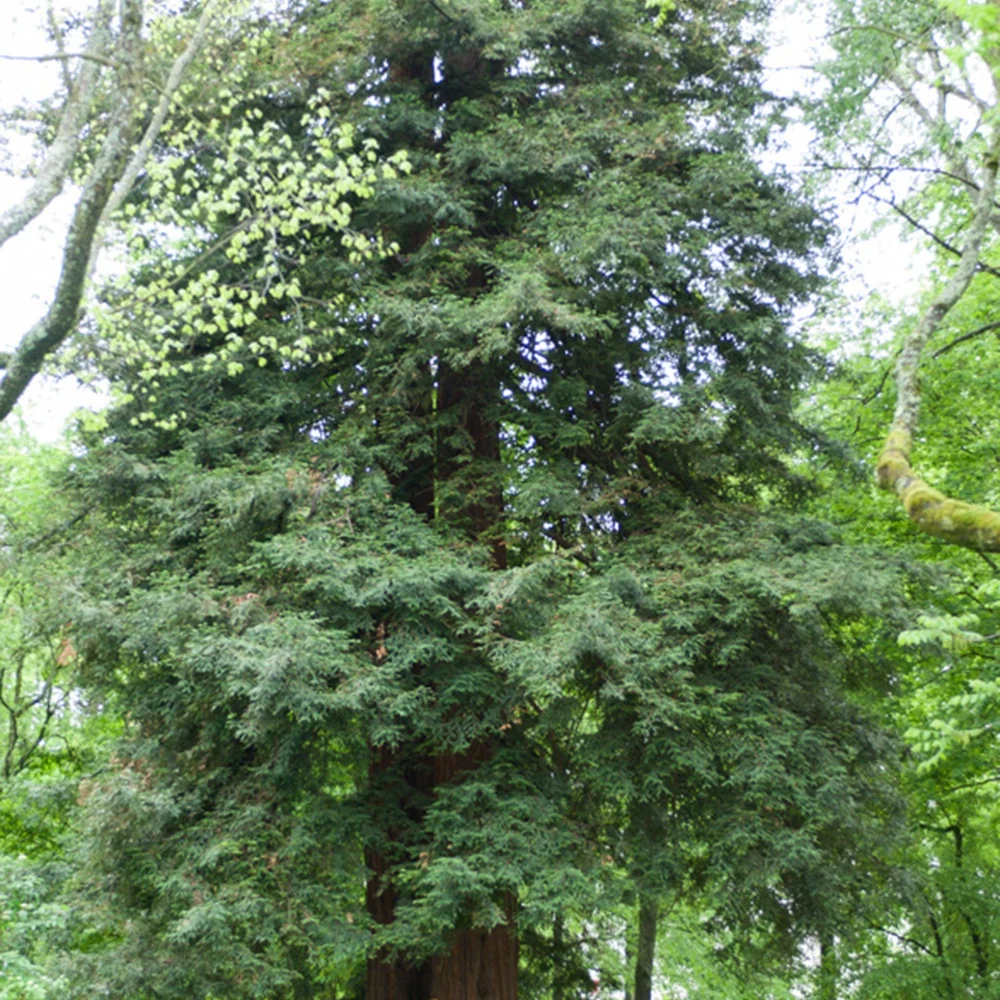 Sequoia à feuilles d'If Sequoia sempervirens