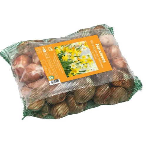 Filet de narcisse botanique botanic® - 100 bulbes