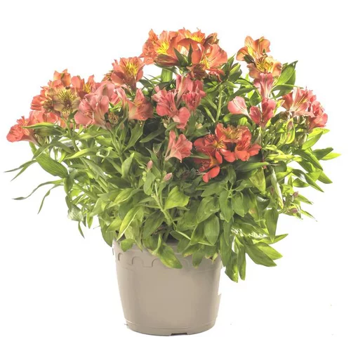Alstromère ou Altroemeria. Le pot de 3 litres