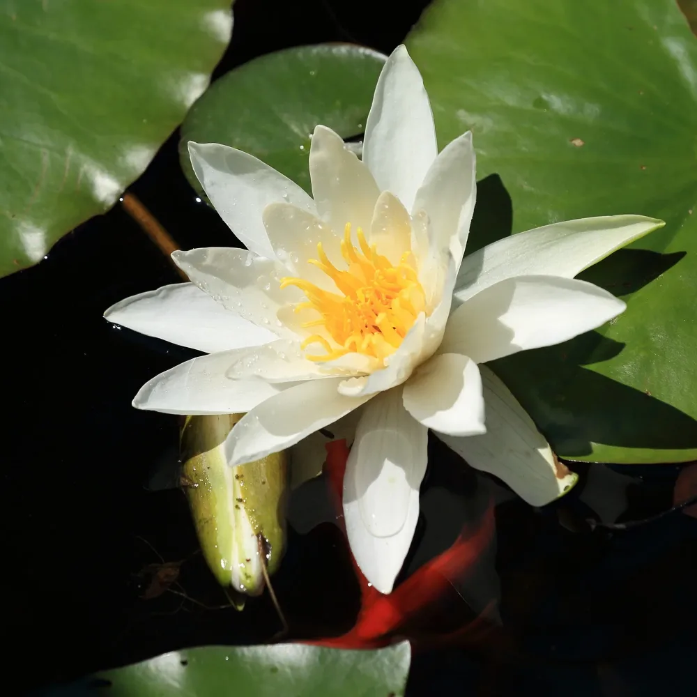 Nénuphar Gladstoniana Nymphaea gladstoniana