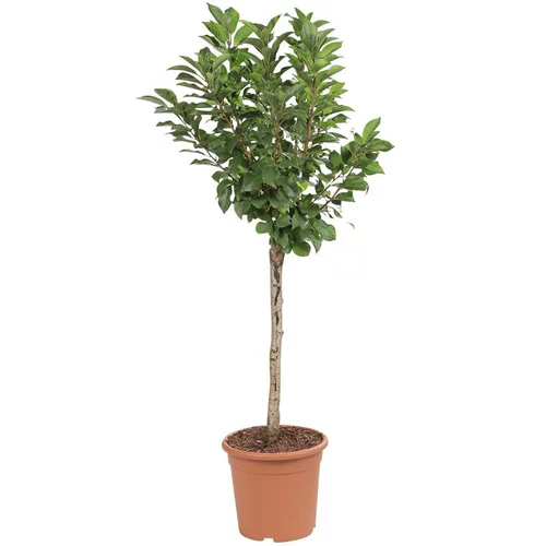 Cerisier Nain Griotella® Frumi. Le pot de 10L en forme 1/4 tige