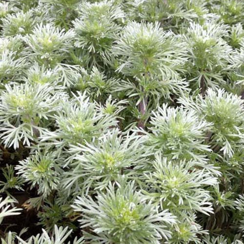 Armoise Nana Artemisia schmidtiana nana