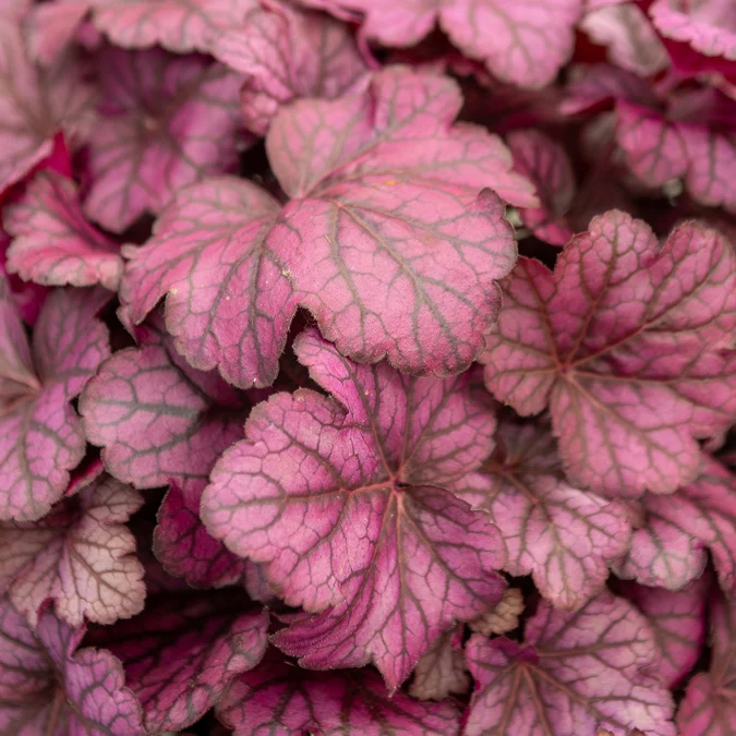 Heuchère Wild Rose Heuchera Wild Rose