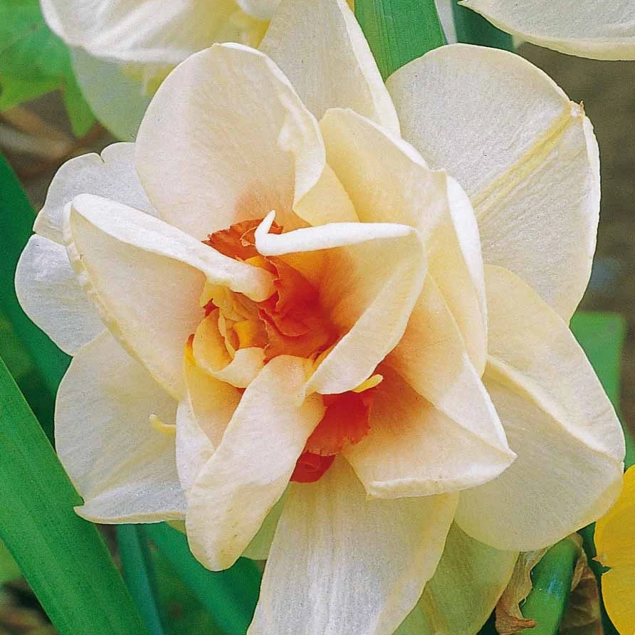 10 Narcisses à fleurs doubles Acropolis Narcissus acropolis