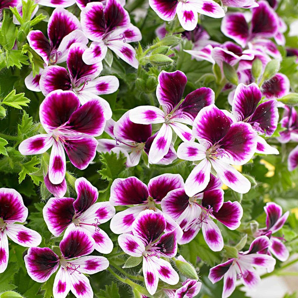 3 Pelargoniums odorants Mosquitaway Eva Pelargonium 'mosquitaway eva'