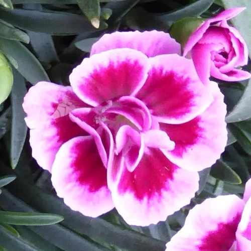 Dianthus Pink Kisses - La jardinière de 25 cm
