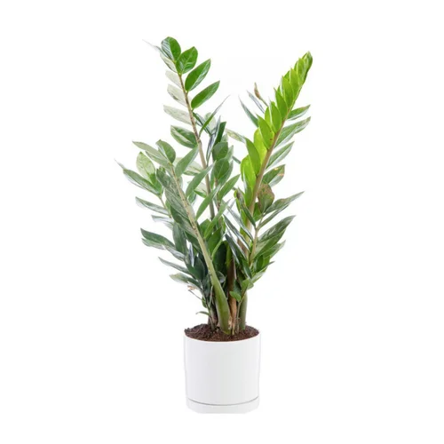 Zamioculcas vert en pot blanc émaillé botanic®. Le pot Ø 15 cm