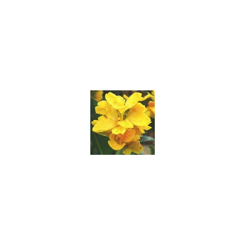 Canna - Le pot de 10 litres