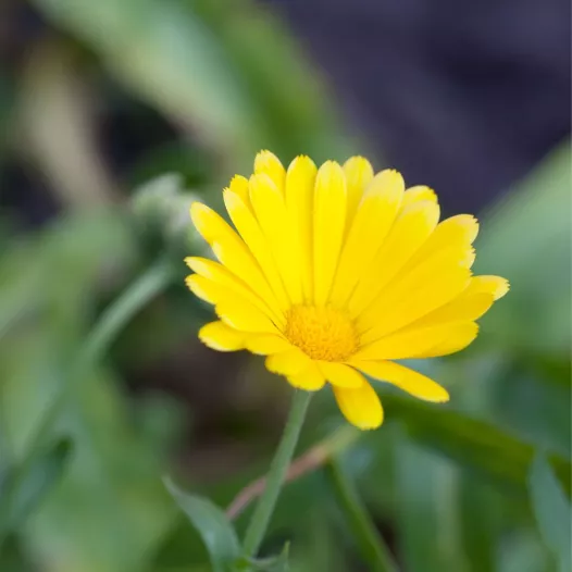 Souci des champs | Graines de fleurs bio et reproductibles