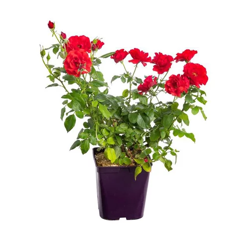 Rosier Buisson. Le pot de 5 litres