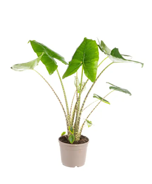 Alocasia zebrina (Oreilles d’éléphant) vert. Le pot Ø 24 cm
