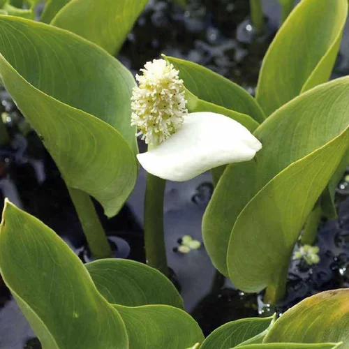 Arum des marais godet 9x9 cm