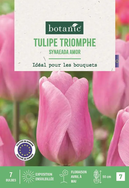 Bulbes de fleurs Tulipe triomphe Synaeada Amor rose botanic® - 7 bulbes