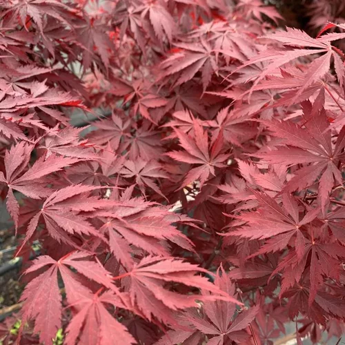 Acer Palmatum Burgundy Lace - Le pot de 30 litres