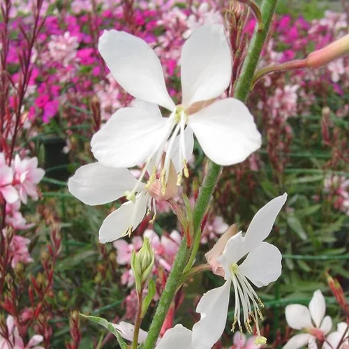 Gaura à fleurs blanches - Le pot Ø 17 cm