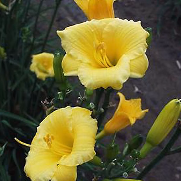 6 x Lis d'un jour 'Mini Stella' – Hemerocallis 'Mini Stella', godet 9cm x 9cm