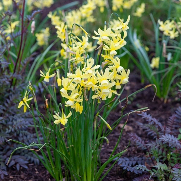 10 Narcisses Hawera Narcissus 'hawera'