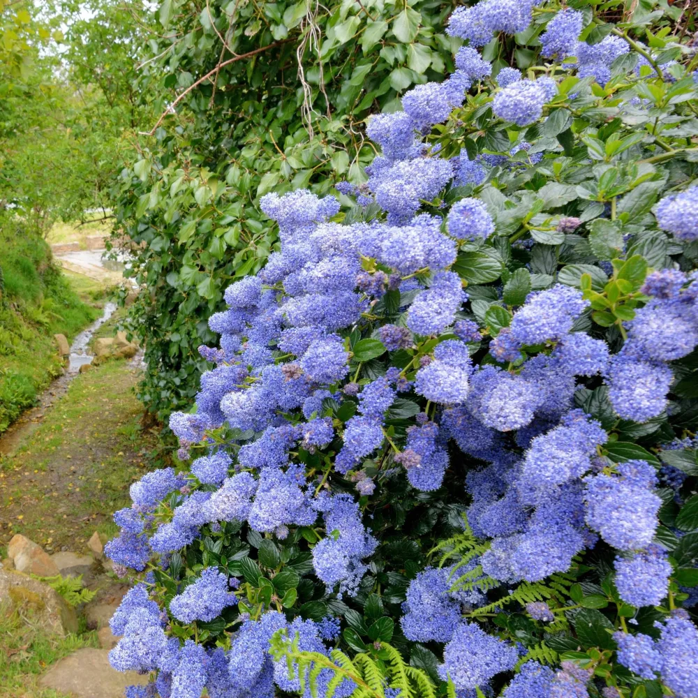 Céanothe Victoria - Lilas de Californie Ceanothus impressus Victoria