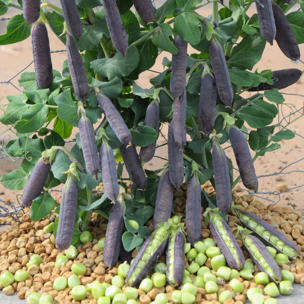 Pois nain Désirée Pisum sativum désirée
