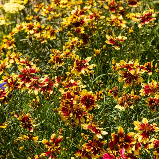 Coreopsis verticillé Bengal Tiger Coreopsis verticillata Bengal Tiger