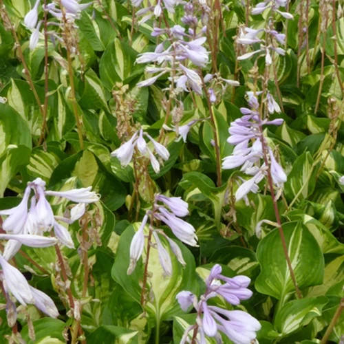 Hosta Center of Attention Hosta center of attention