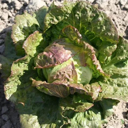 Laitue batavia Pasquier | Semences bio et reproductibles