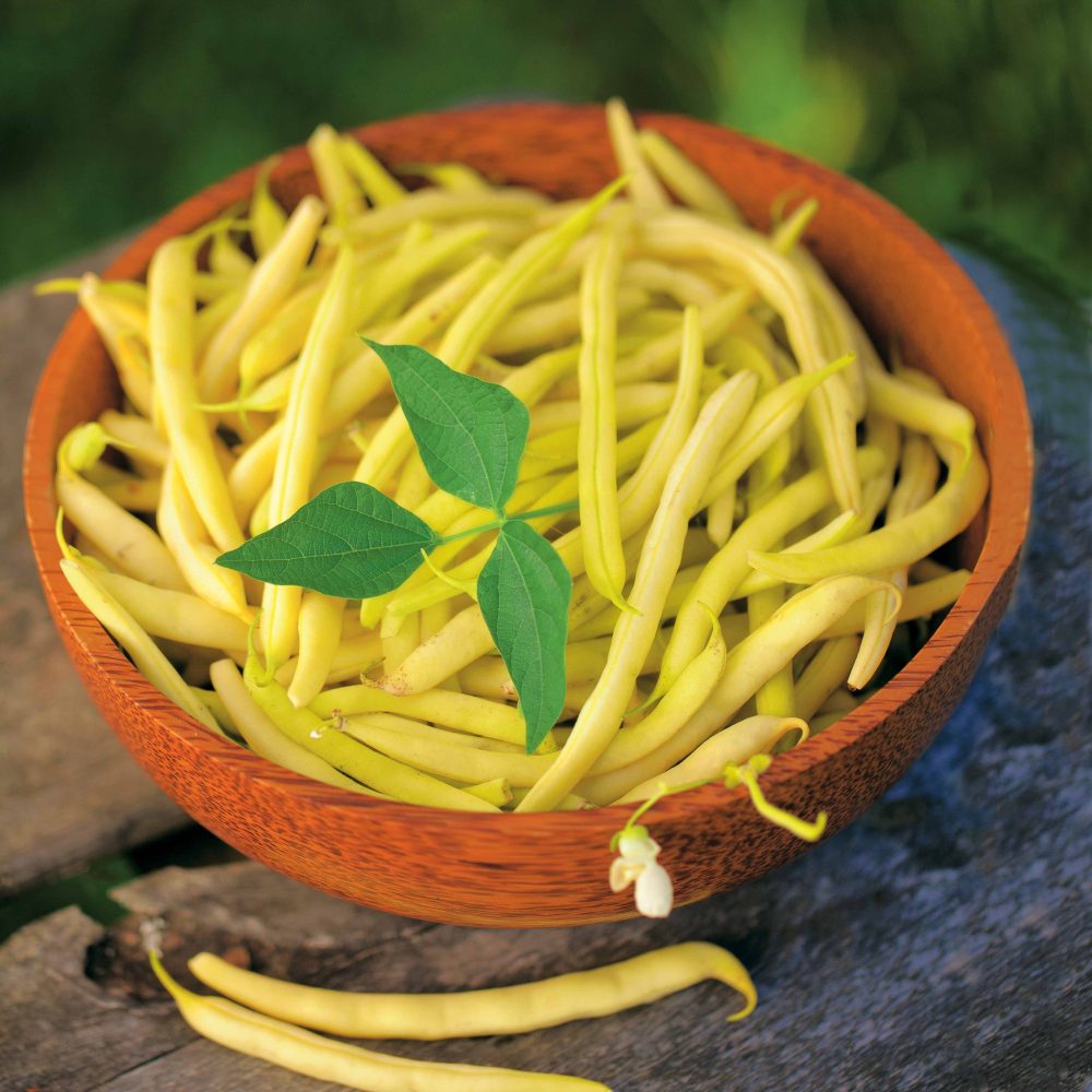 Haricot beurre nain Fructidor Phaseolus vulgaris nain fructidor