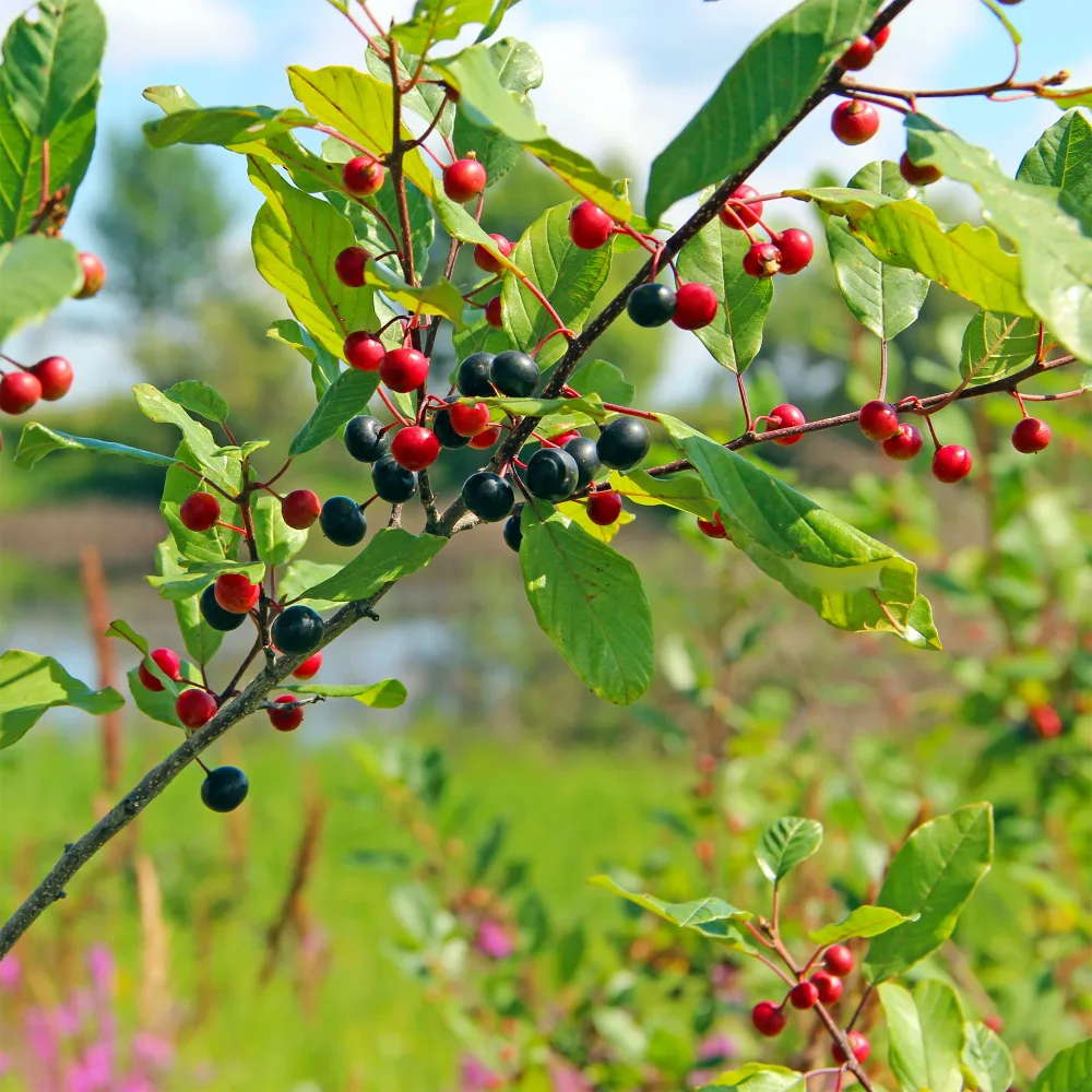 Bourdaine Frangula alnus