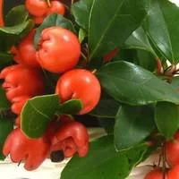 Gaultheria à baies rouges. Le pot de 0,5 litre