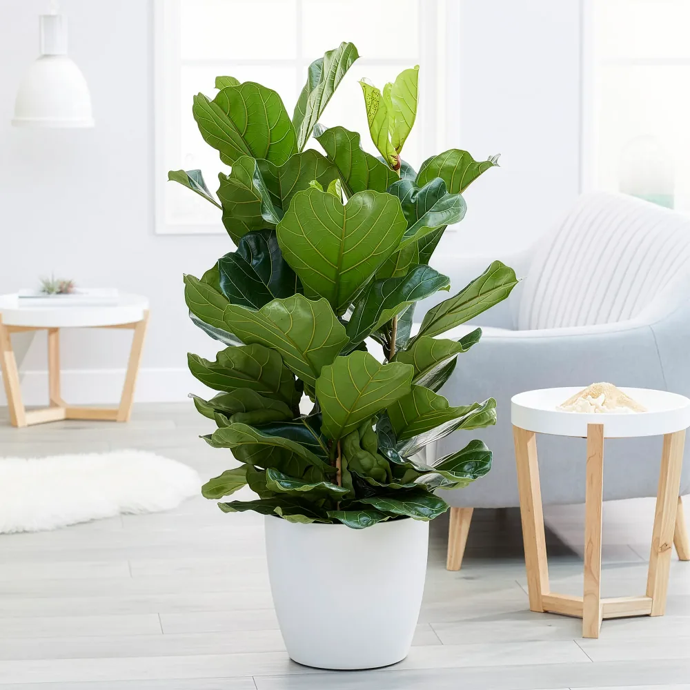 Ficus Lyrata Ficus Lyrata