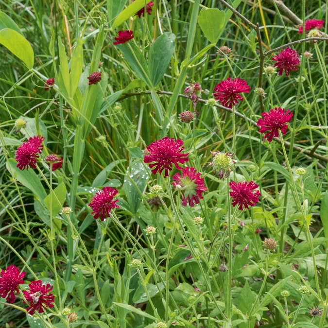 Petite scabieuse de Macédoine Mars Midget Knautia macedonica Mars Midget