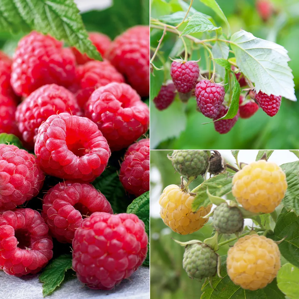 Collection de Framboisiers : Marastar,Fallgold, Sumo 2 Rubus idaeus Marastar ®, Sumo 2, Fallgold