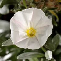 Convolvulus Cneorum. Le pot de 25 cm