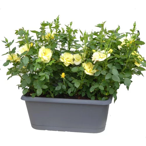 Rosier miniature - La jardinière de 30 cm