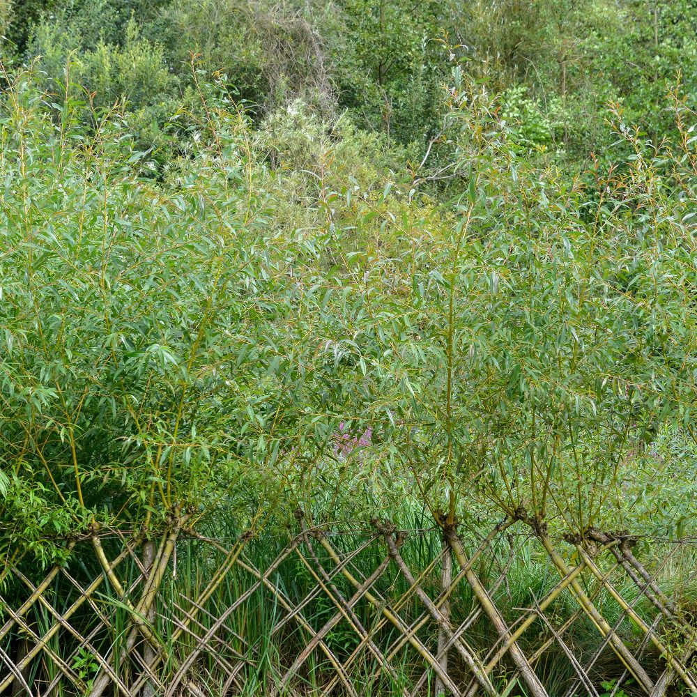 Saule - Osier brun Salix triandra