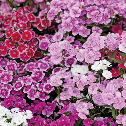 Oeillet de chine - La barquette de 4 plants