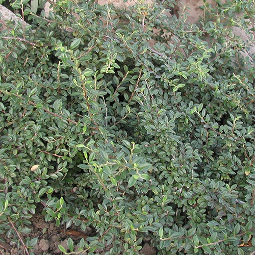 Cotonéaster Saphyr® Green Belka Cotoneaster saphyr ® green 'belka'