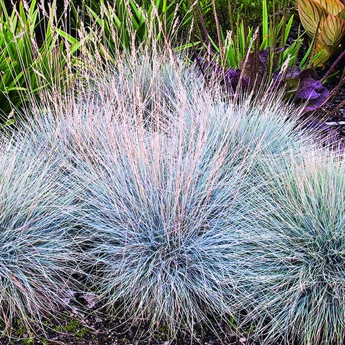 Fétuque bleue Elijah Blue botanic®. Le pot de 2 litres