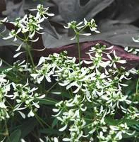 Euphorbe Diamond Frost - Le pot de 10.5 cm