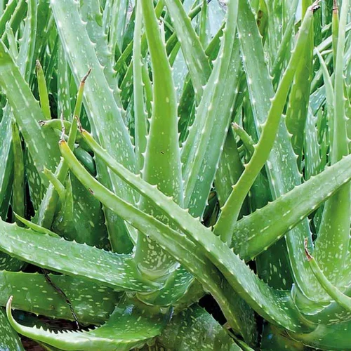 Aloe Vera. Le pot de 3 litres