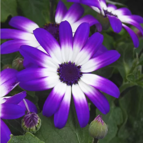 Cinéraire Senetti ou Péricalis d'été aux fleurs multicolores - Le pot de 2,5 litres