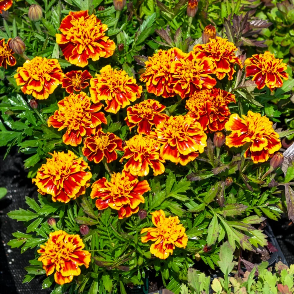 Oeillet d'Inde Honeycomb Tagetes patula Honeycomb