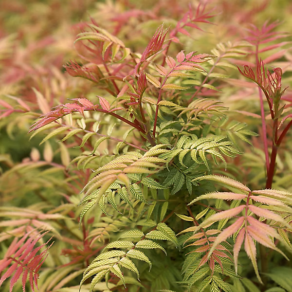 2 x Sorbaria Sorbifolia 'Sem' – 50 | 60 cm pot