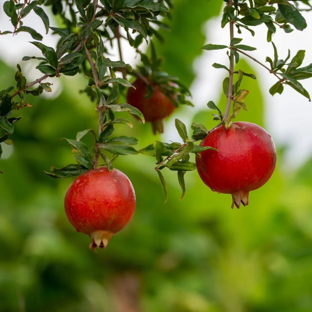 Grenadier à fruits Fina Tendral Punica granatum fina tendral