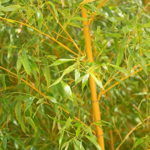 Bambou Phyllostachys Bambusoides Holochrysa. Le pot de 15 litres