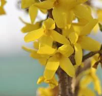 Forsythia Intermedia Lynwood Gold– Pot de 10L