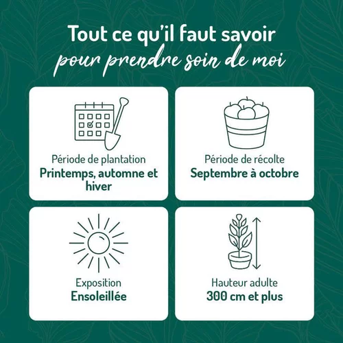 Pommier Belle De Boskoop. Le pot de 12 litres, forme gobelet