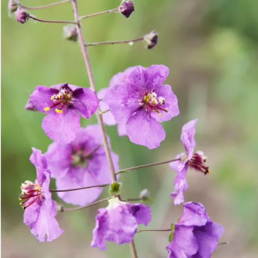 Molène pourpre | Semences bio et reproductibles