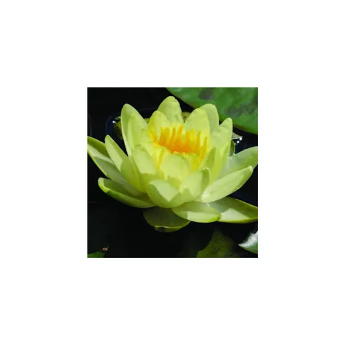 Nénuphar 'Marliacea Chromatella'